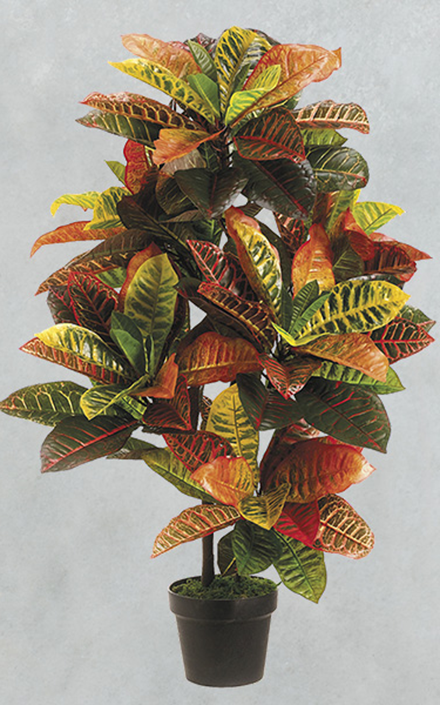 Sil Tree- Croton Plant