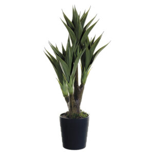 39" Agave Attenuata Plant x4 in Black Plastic Pot Green