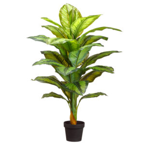 40" Dieffenbachia Plant in Pot Two Tone Green