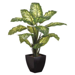 40" Diffenbachia Plant in Plastic Pot Green Variegated
