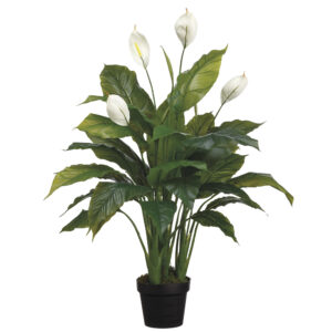 42" Spathiphyllum Plant in Pot Green White