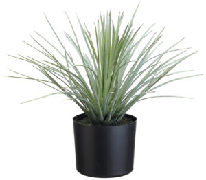 15" Whipple Yucca