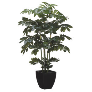 48" Zamia Plant in Black Plastic Pot Green