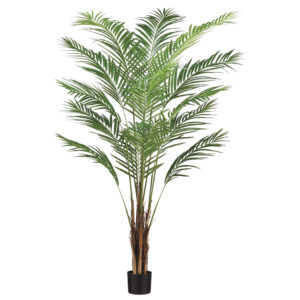 6' Areca Palm Tree x15 With 567 Leaves in Po