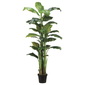 7.5' Banana Tree x3 in Pot Green
