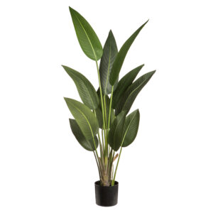 5' Tropical Bird of Paradise Plant in Pot Green