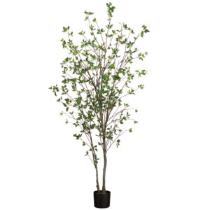 84" Cornus Tree x2 in Pot Green