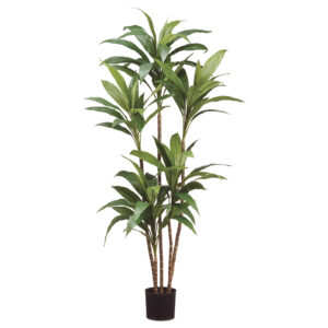 65" Dracaena Tree in Pot Green