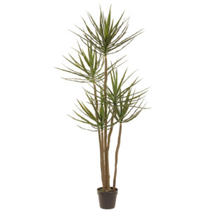 72" Dracaena Tree in Plastic Pot Green