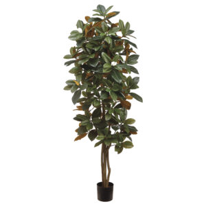 5' Magnolia Tree in Pot Green