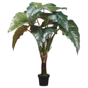 58" Philodendron Red Prince in Pot