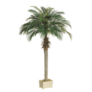 5.25' Phoenix Palm Tree in Rectangular Plastic Pot