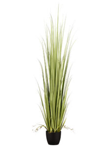 84" Reed Grass in Pot Light Green