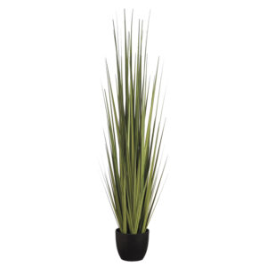 60" Reed Grass in Pot Green