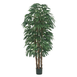 6' Rhapis Tree x6 with 896 Leaves in Pot Two Tone Green