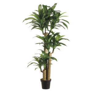 5' Tropical Dracaena Tree x3 with 7 Heads in Pot Two Tone Green
