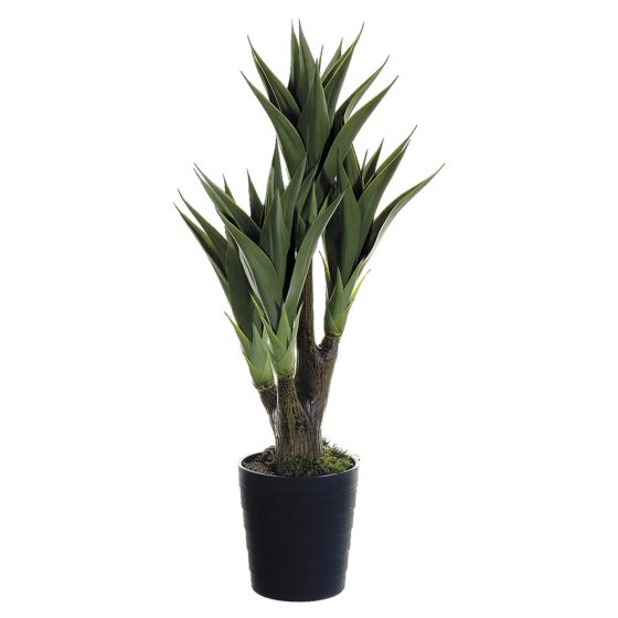 39" Agave Attenuata Plant x4 in Black Plastic Pot Green