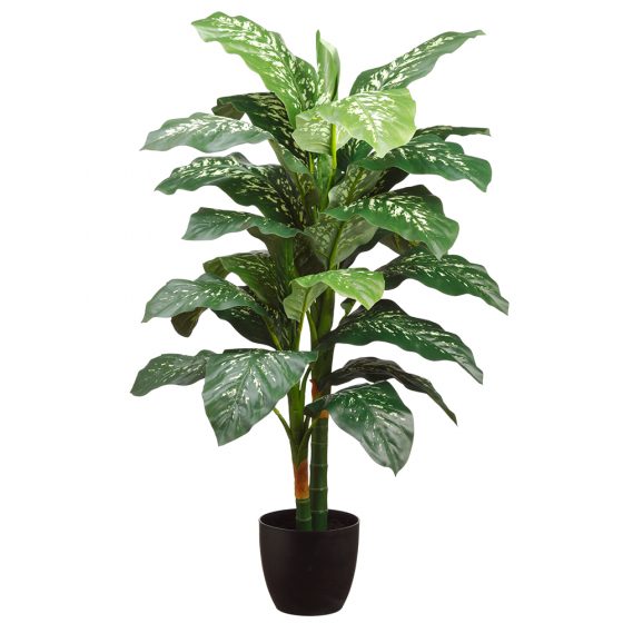 4' Dieffenbachia Plant x2 in Plastic Pot