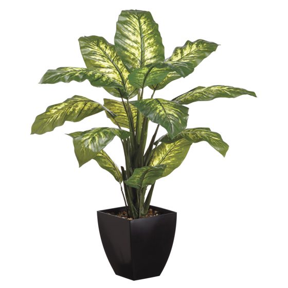 40" Diffenbachia Plant in Plastic Pot Green Variegated