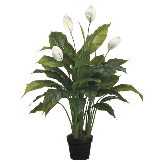 42" Spathiphyllum Plant in Pot Green White