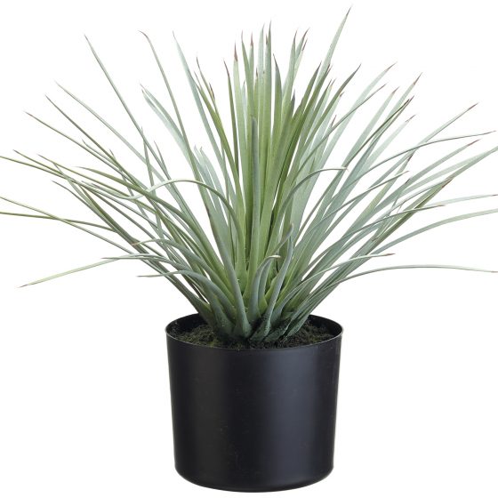 15" Whipple Yucca