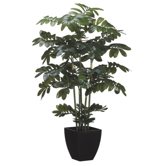 48" Zamia Plant in Black Plastic Pot Green
