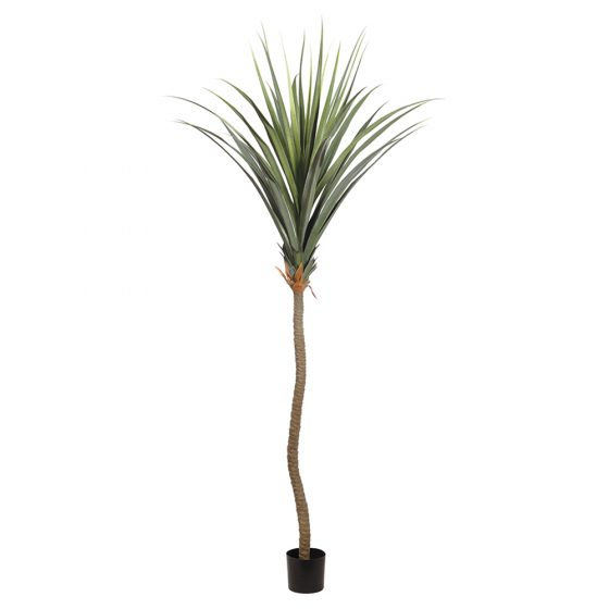 9.5' Agave Tree