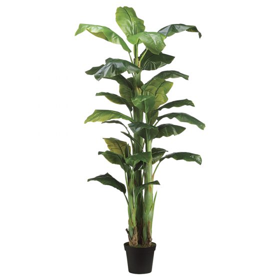 7.5' Banana Tree x3 in Pot Green