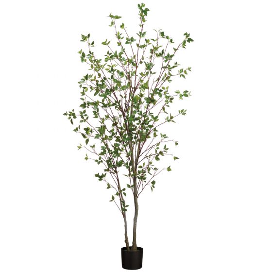 84" Cornus Tree x2 in Pot Green