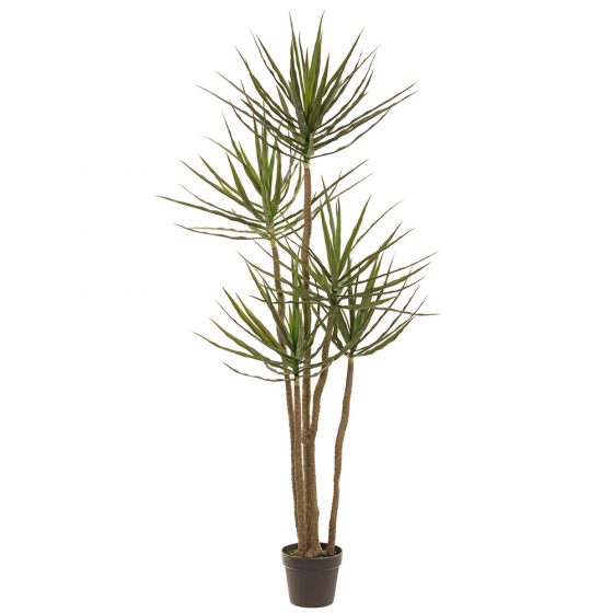 72" Dracaena Tree in Plastic Pot Green