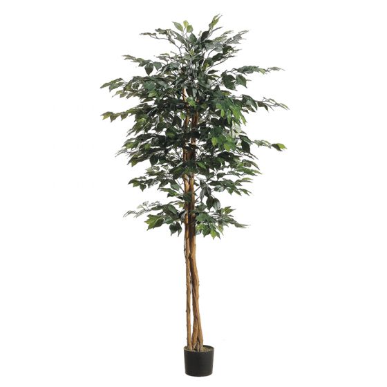 6' Ficus Tree with 1008 Leaves in Pot Green