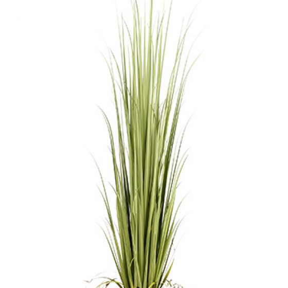 84" Reed Grass in Pot Light Green